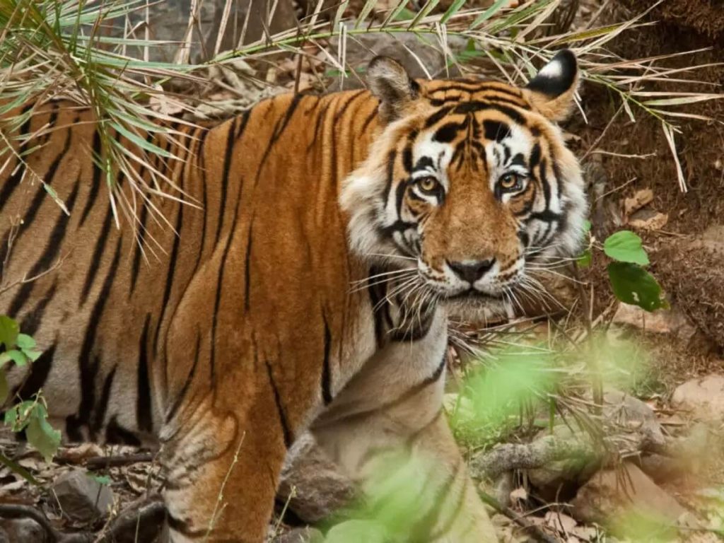 Ranthambhore Safari Tickets