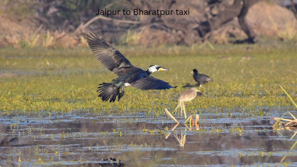 Jaipur to Bharatpur taxi